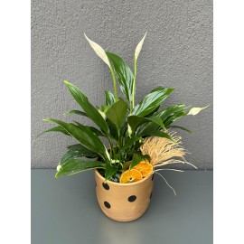 PUANTİYELİ VAZODA SPATİFİLYUM ÇİÇEĞİ